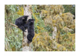 Black Bear Cubs In Tree