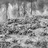 First Frost VI