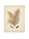 Coral Collection III