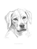 Constant Companion I