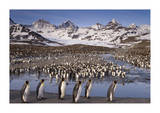 Penguin Colony