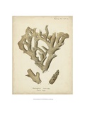 Coral Collection IV