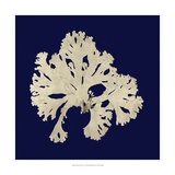 Seaweed on Navy IV