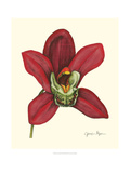Majestic Orchid III
