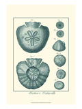 Shells in Aqua III