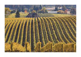 Oregon Vineyard