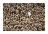 A Sea of Penguin Chicks