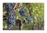 Grapes On The Vine