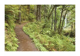 Path To Waterfall