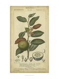 Exotic Botanica III