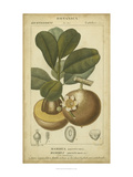 Exotic Botanica II