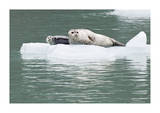Seal With Pup On Iceberg