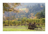 Oregon Vineyard 2