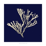 Seaweed on Navy II