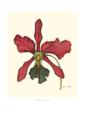 Majestic Orchid IV