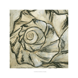 Seashell Spiral I