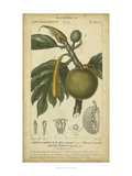 Exotic Botanica IV