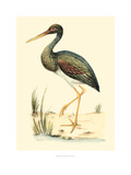 Water Birds II