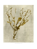 Impressions in Mustard