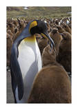 King Penguin Feeding Chick