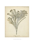Coral Collection I