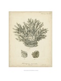 Coral Collection VII