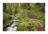 Stream And Forest Path
