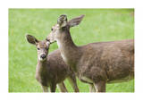 Mother With Fawn