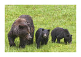 Grizzly With Cubs