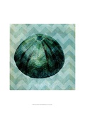 Chevron Shell IV