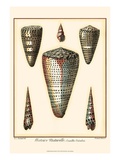 Redoute Shells II