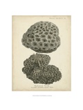 Coral Collection V