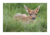 Spotted Fawn