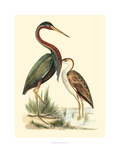 Water Birds III