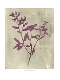 Impressions in Plum