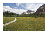 Meander The Meadow