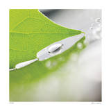 Dew Drops 6