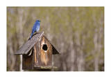 Mountain Bluebird