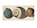 Shell Trio I