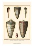 Redoute Shells I