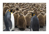 King Penguins With Chicks