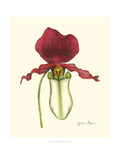 Majestic Orchid I