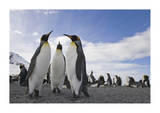 Penguin Conference