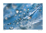 H2O 2