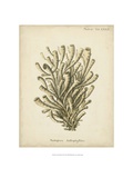 Coral Collection IX