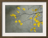 Yellow Autumnal Birch (Betula) Tree Limbs Against Gray Stucco Wall