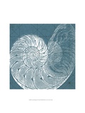 Coastal Menagerie VI