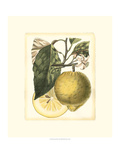 French Lemon Study I