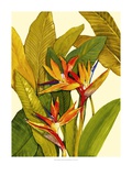 Tropical Bird of Paradise