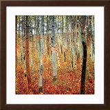 Forest of Beech Trees  c1903